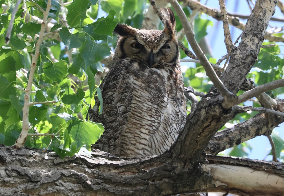 Great Horned Owl - ML619309931