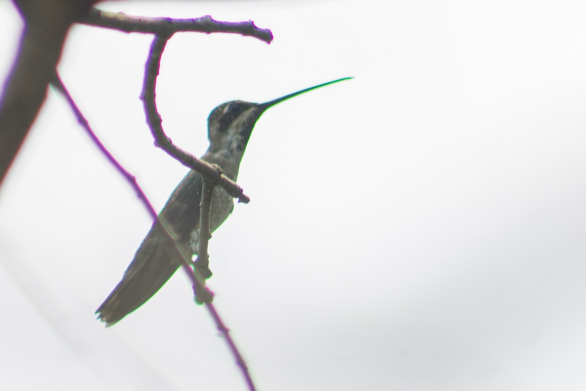 kolibřík achátový - ML619309955