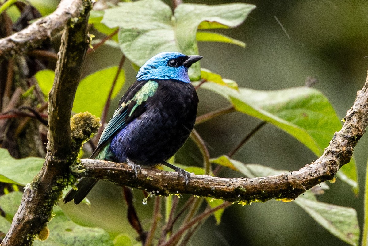 Blue-necked Tanager - ML619310001