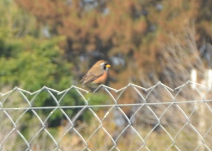 Many-colored Chaco Finch - ML619310046