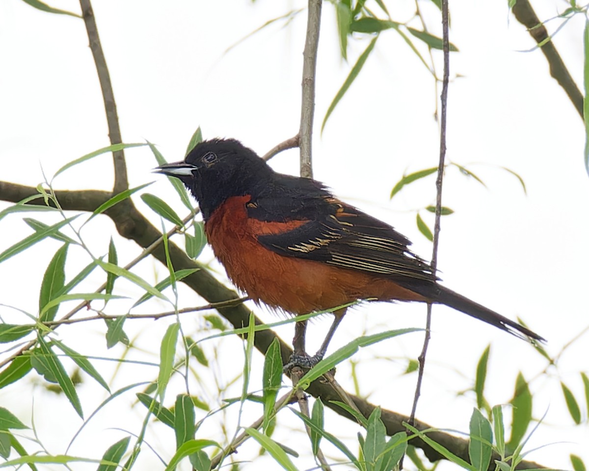 Orchard Oriole - ML619310059