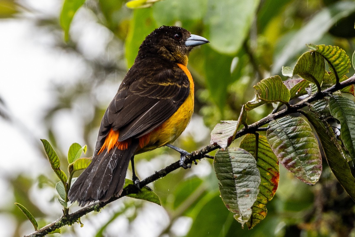 Flame-rumped Tanager - ML619310100