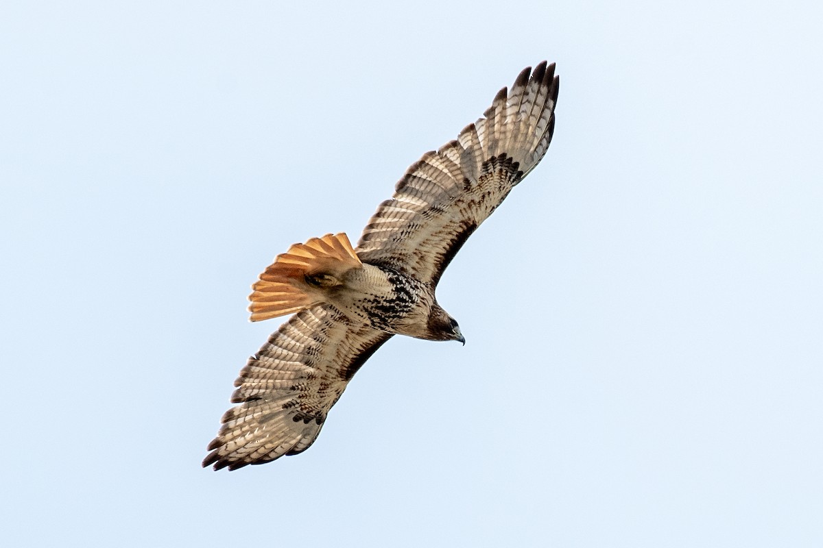 Red-tailed Hawk - ML619310165