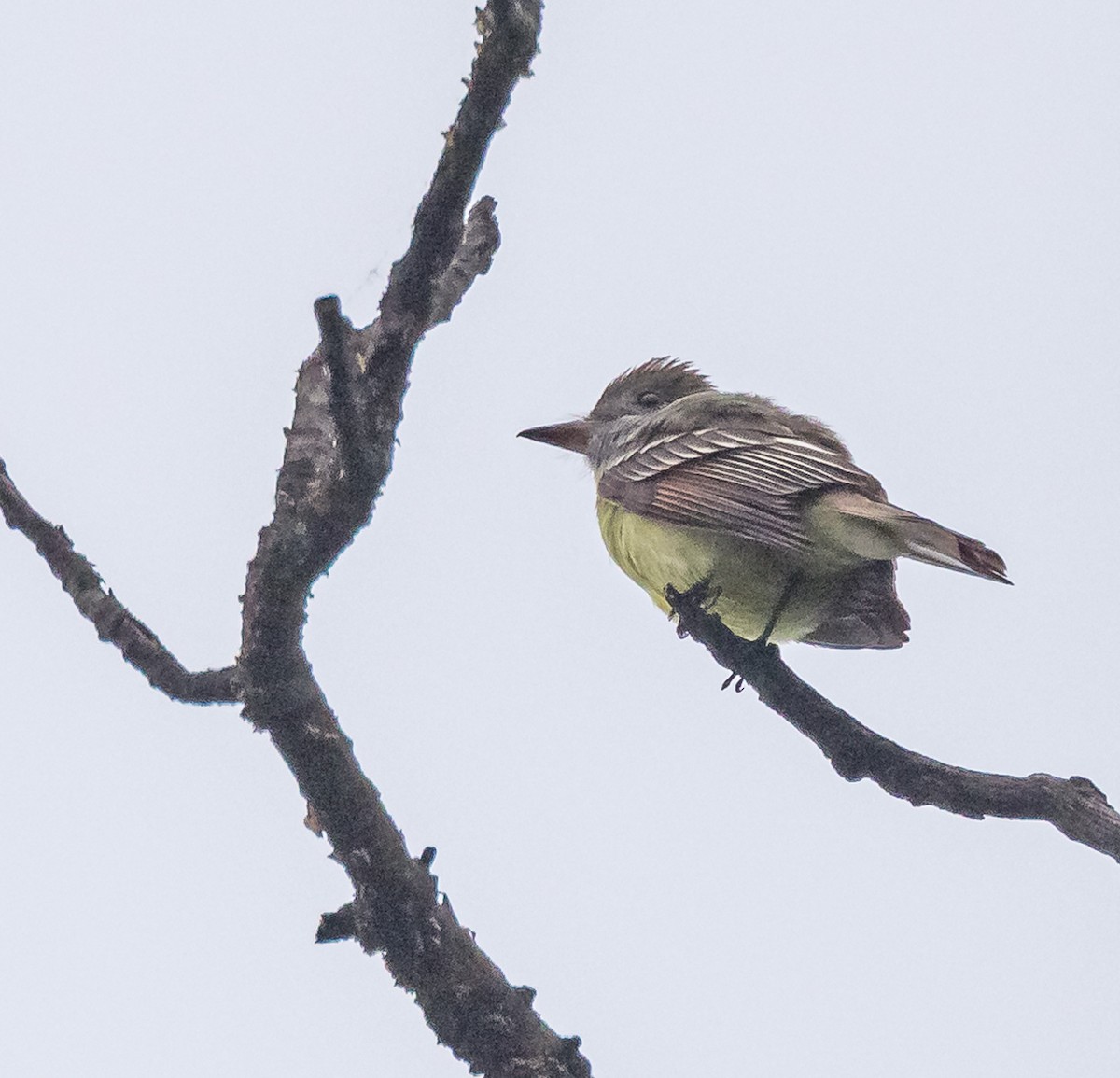 Great Crested Flycatcher - ML619310176