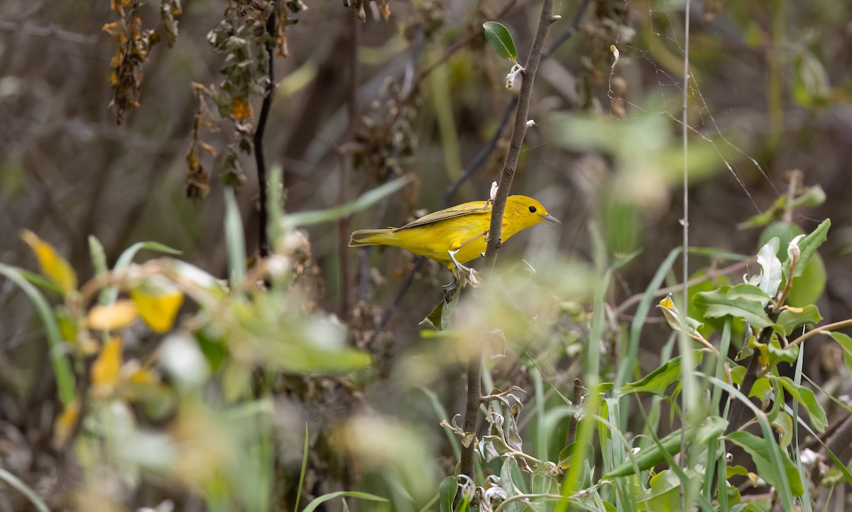 Yellow Warbler (Northern) - ML619310203