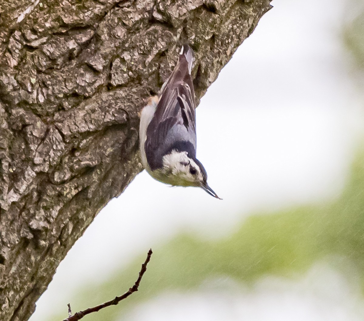 White-breasted Nuthatch - ML619310239