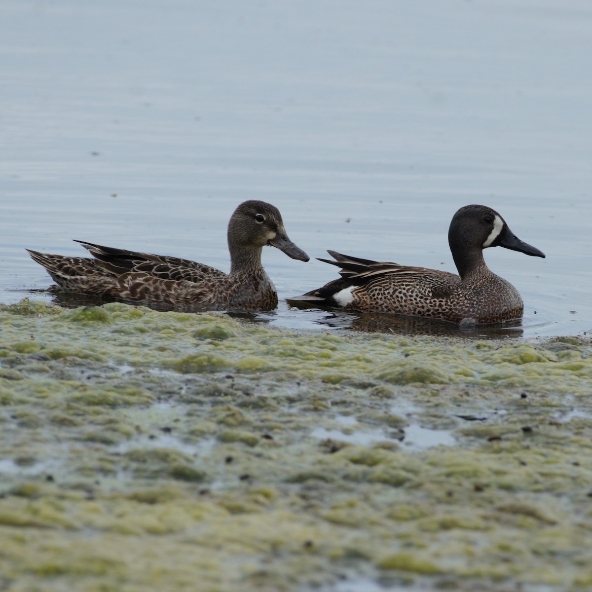 Blue-winged Teal - ML619310251