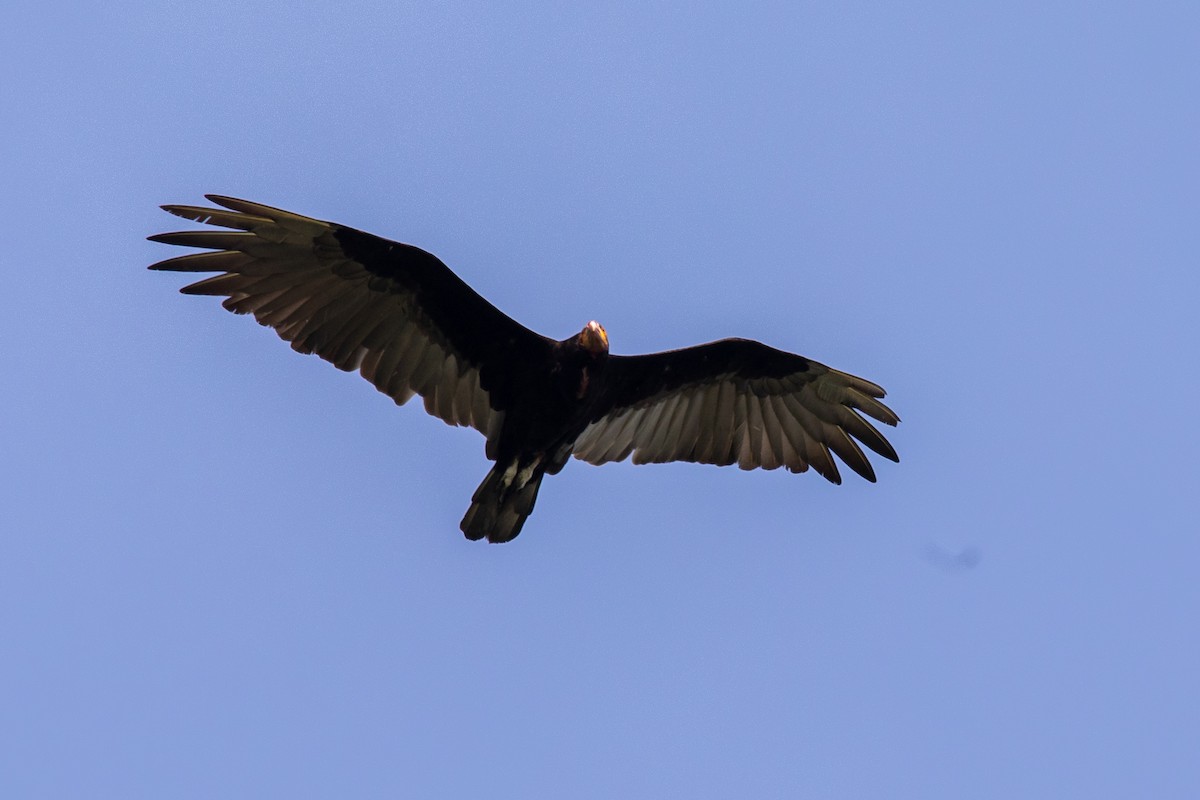 Lesser Yellow-headed Vulture - ML619310253