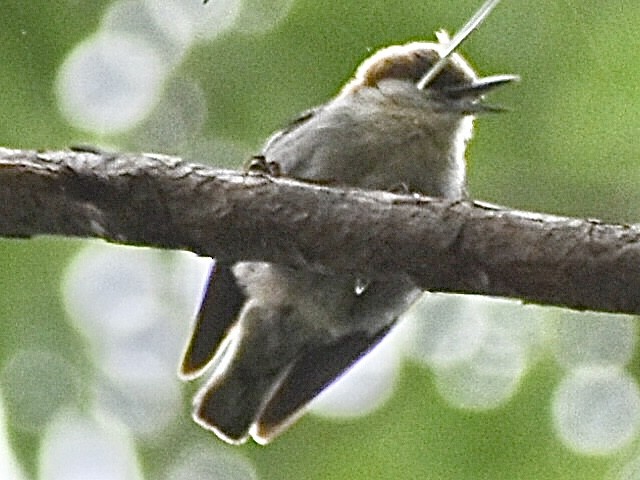 Brown-headed Nuthatch - ML619310340