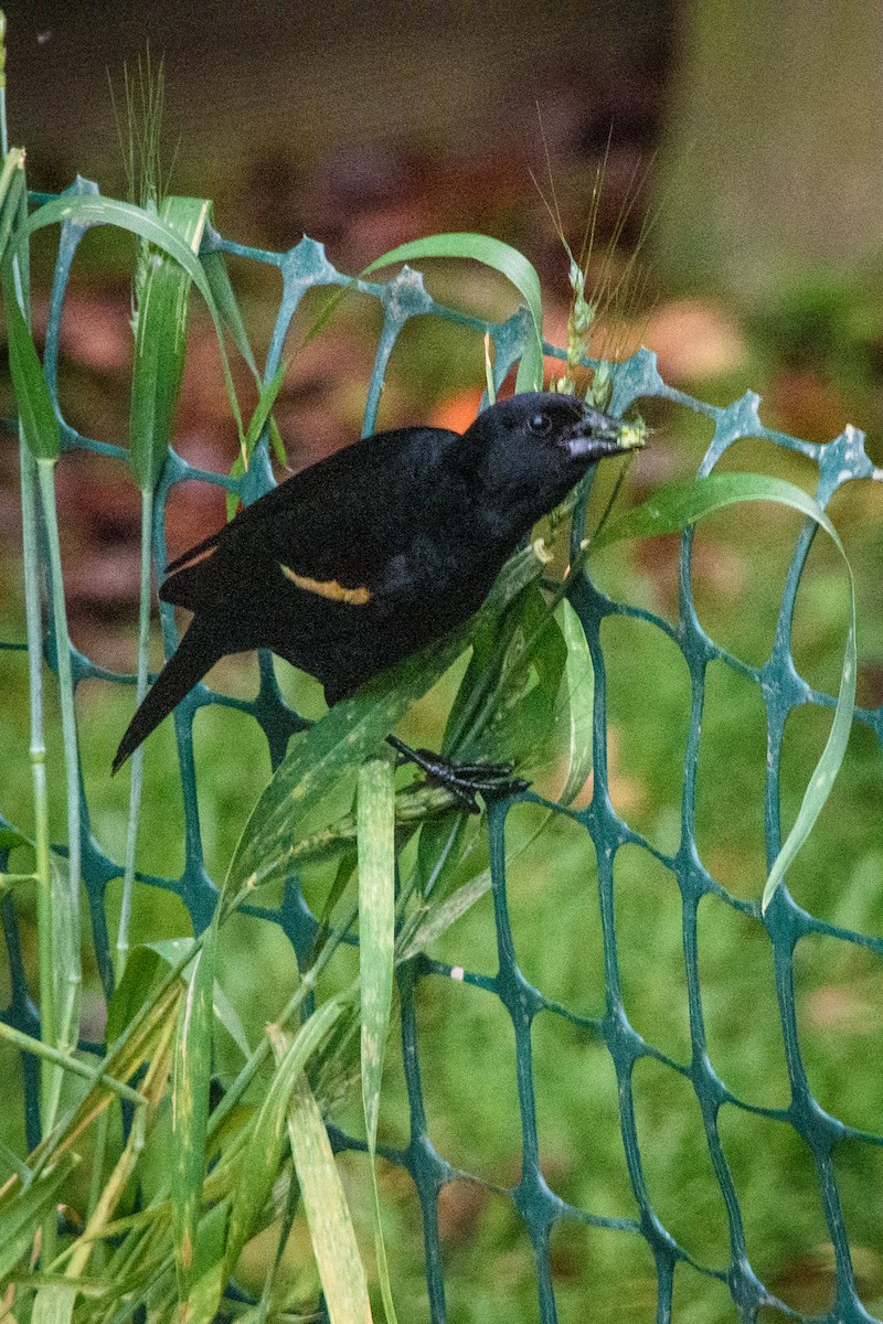 Red-winged Blackbird - ML619310404