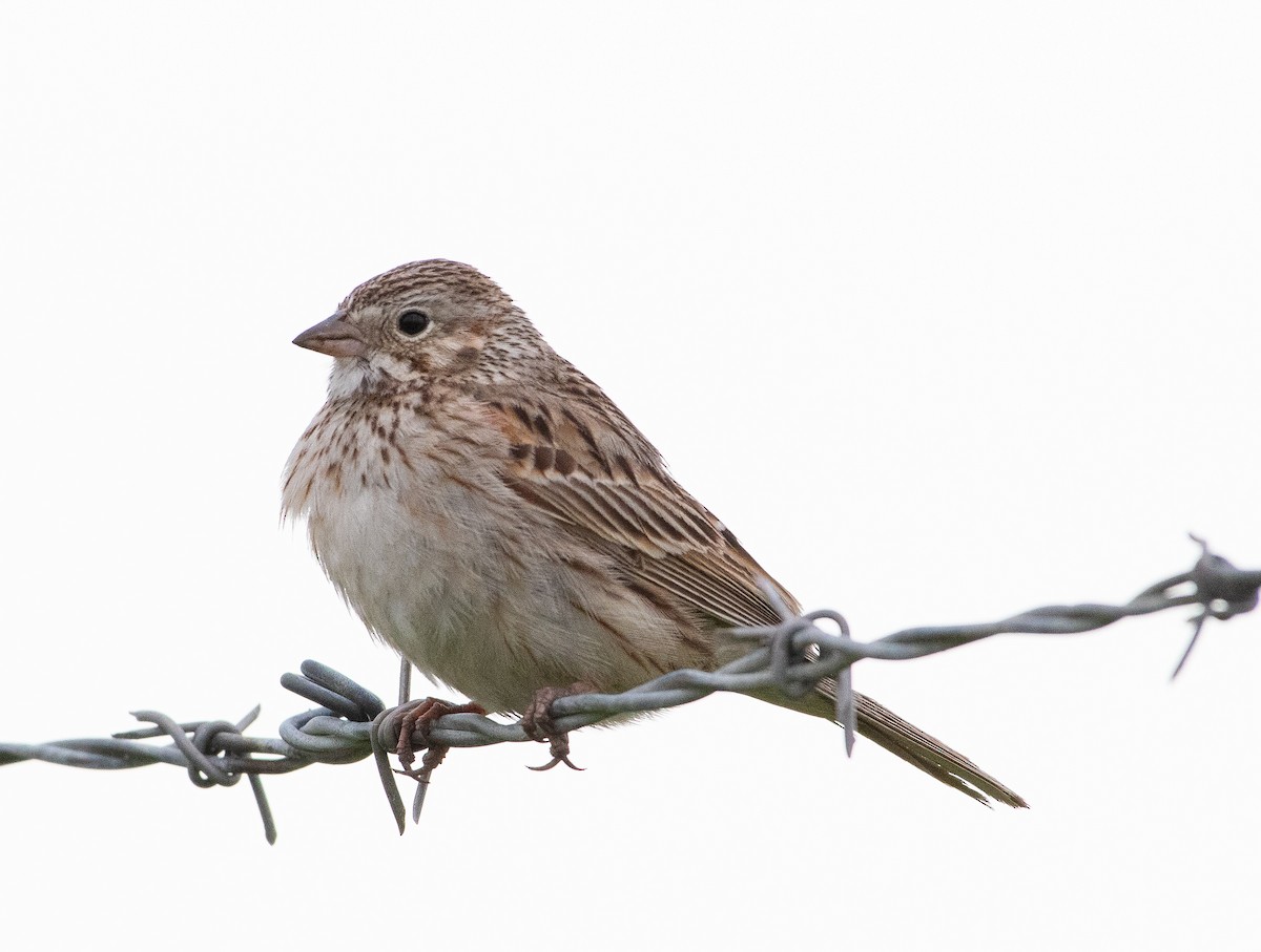 Vesper Sparrow - ML619310408