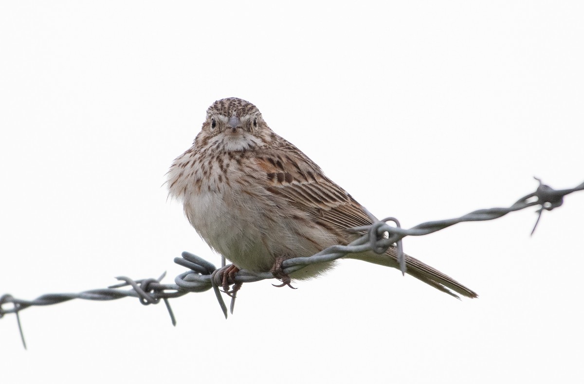 Vesper Sparrow - ML619310409