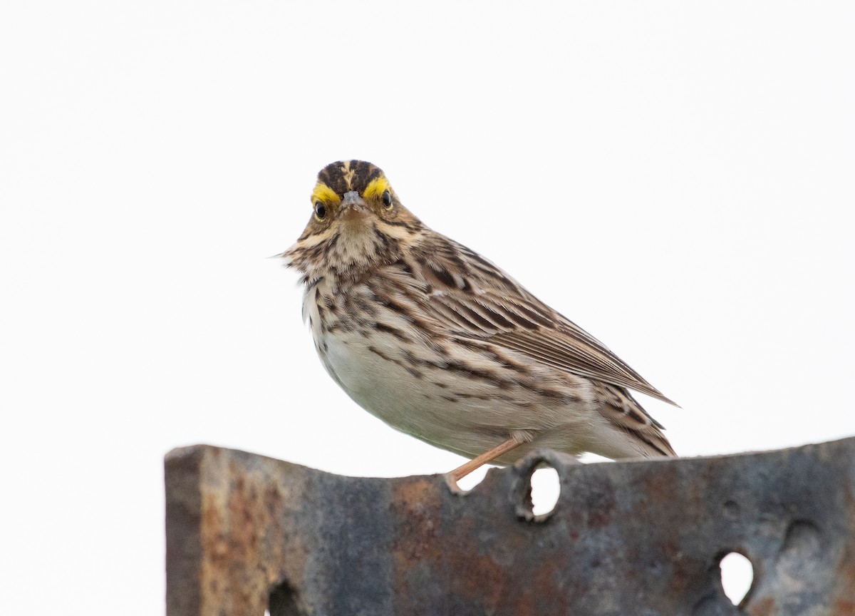 Savannah Sparrow - ML619310427