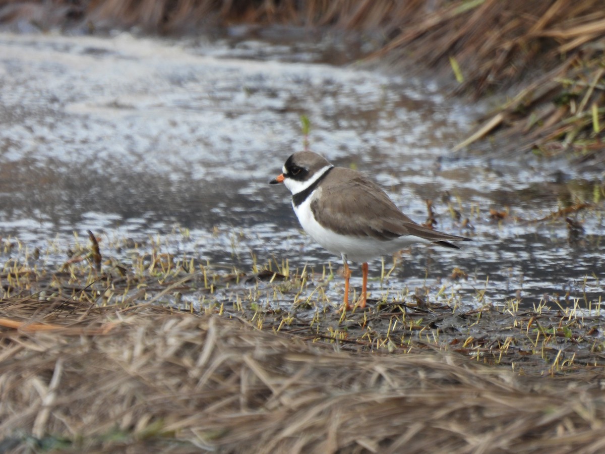 Semipalmated Plover - ML619310462