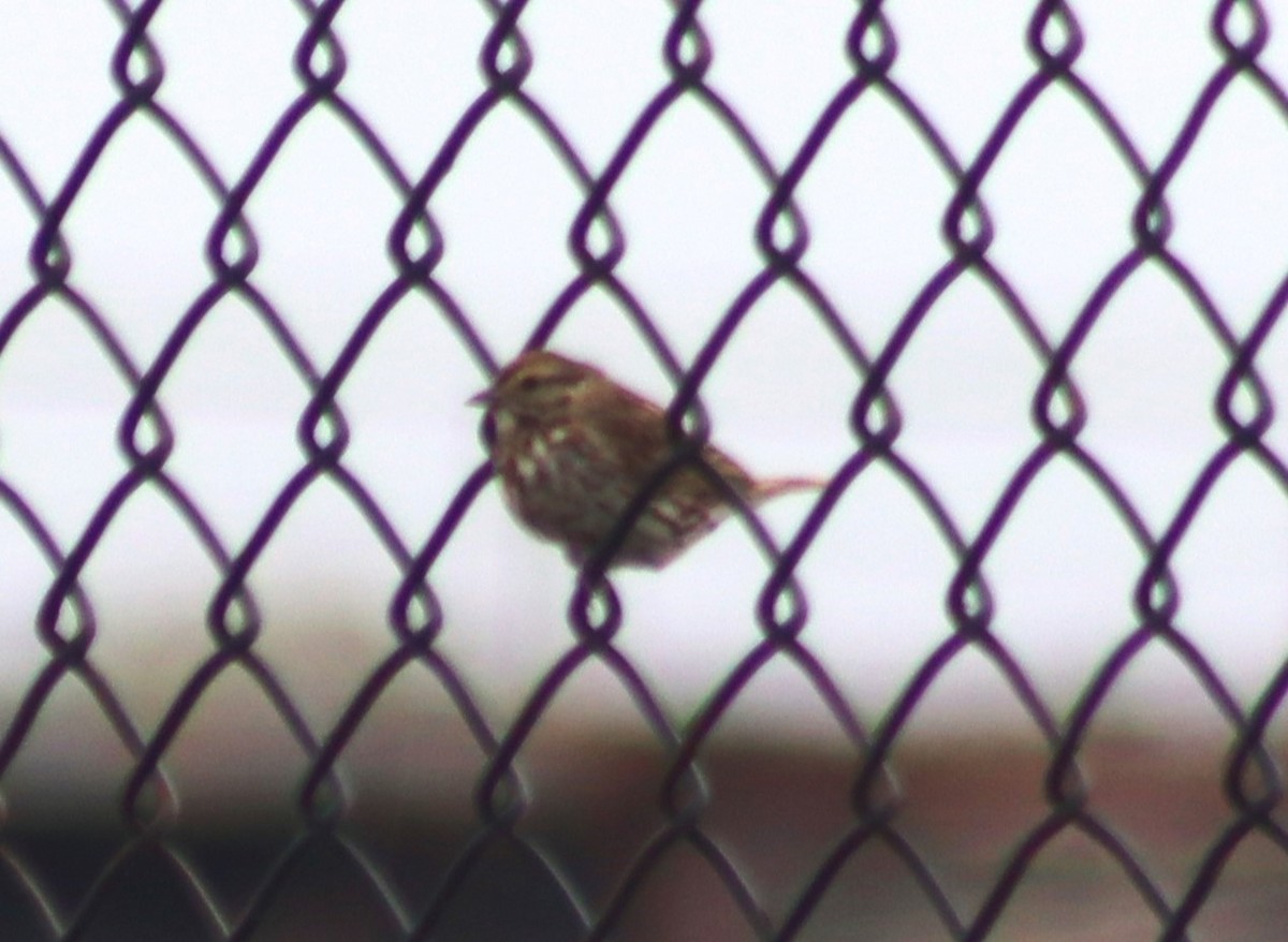 Savannah Sparrow - ML619310471