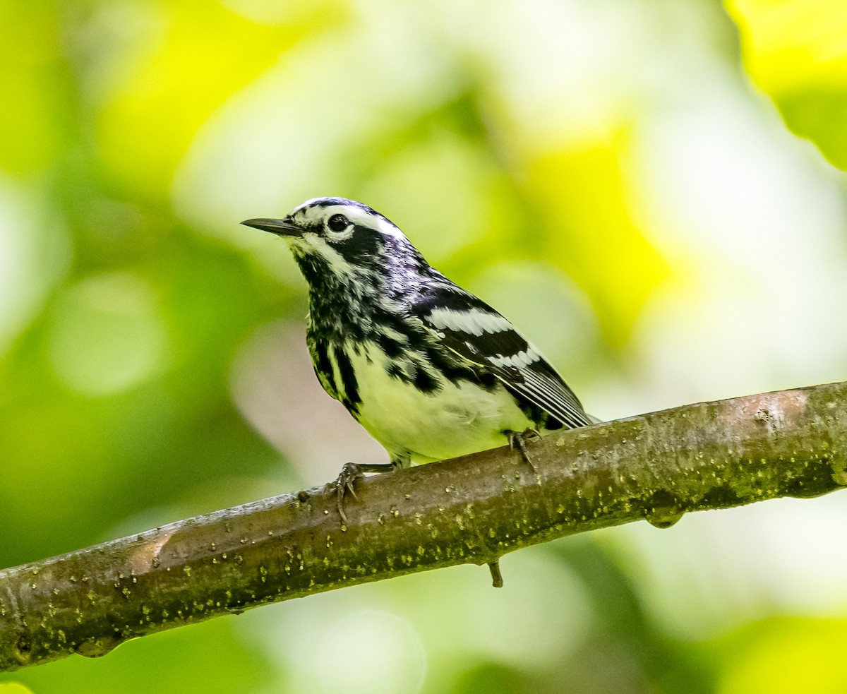 Black-and-white Warbler - ML619310476