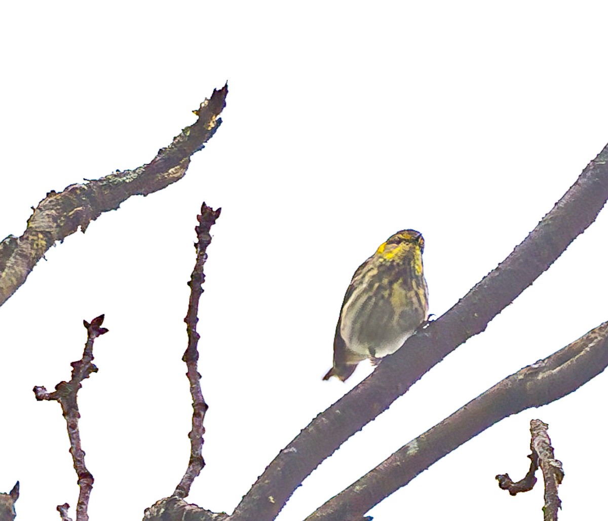 Cape May Warbler - ML619310518