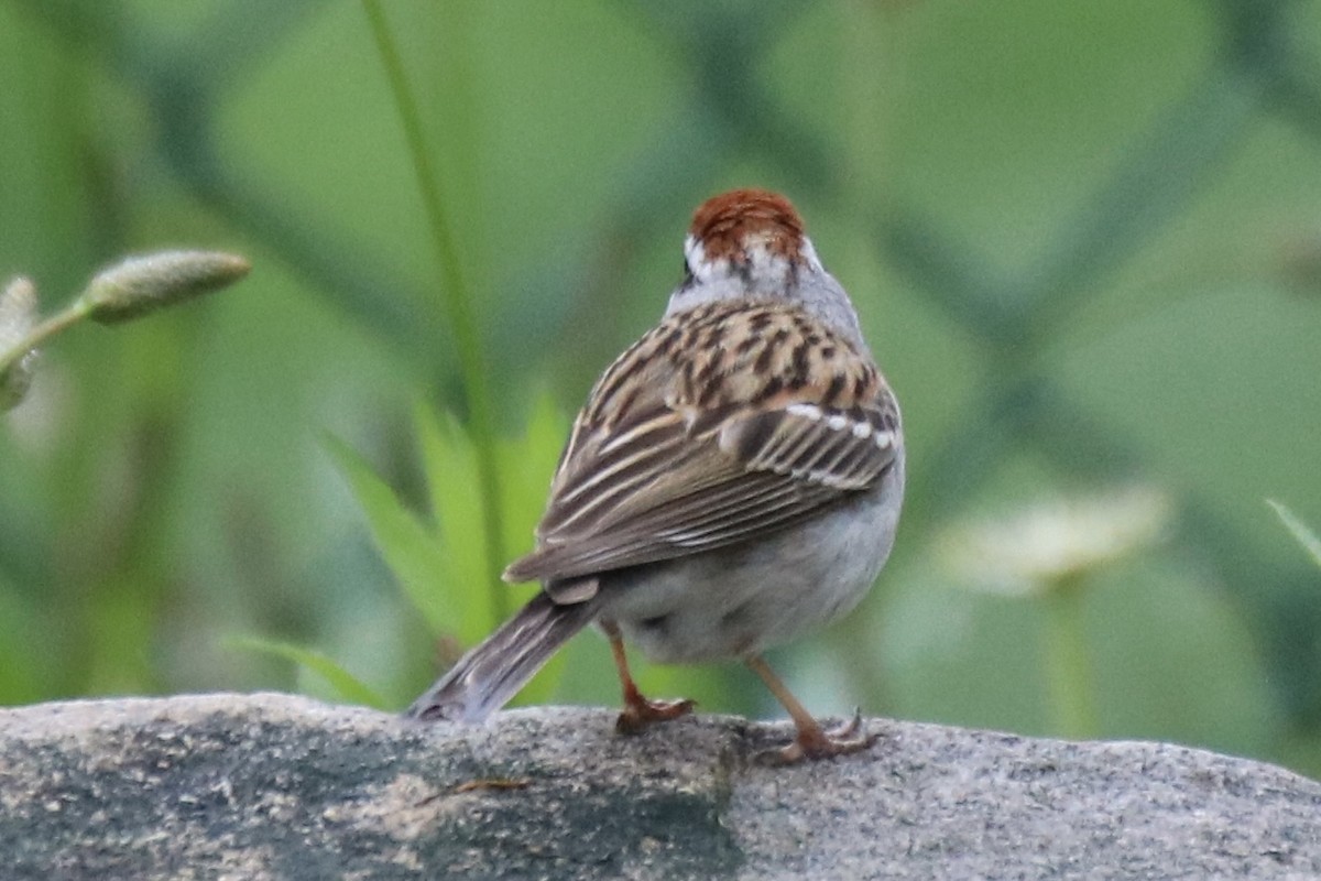 Chipping Sparrow - ML619310533