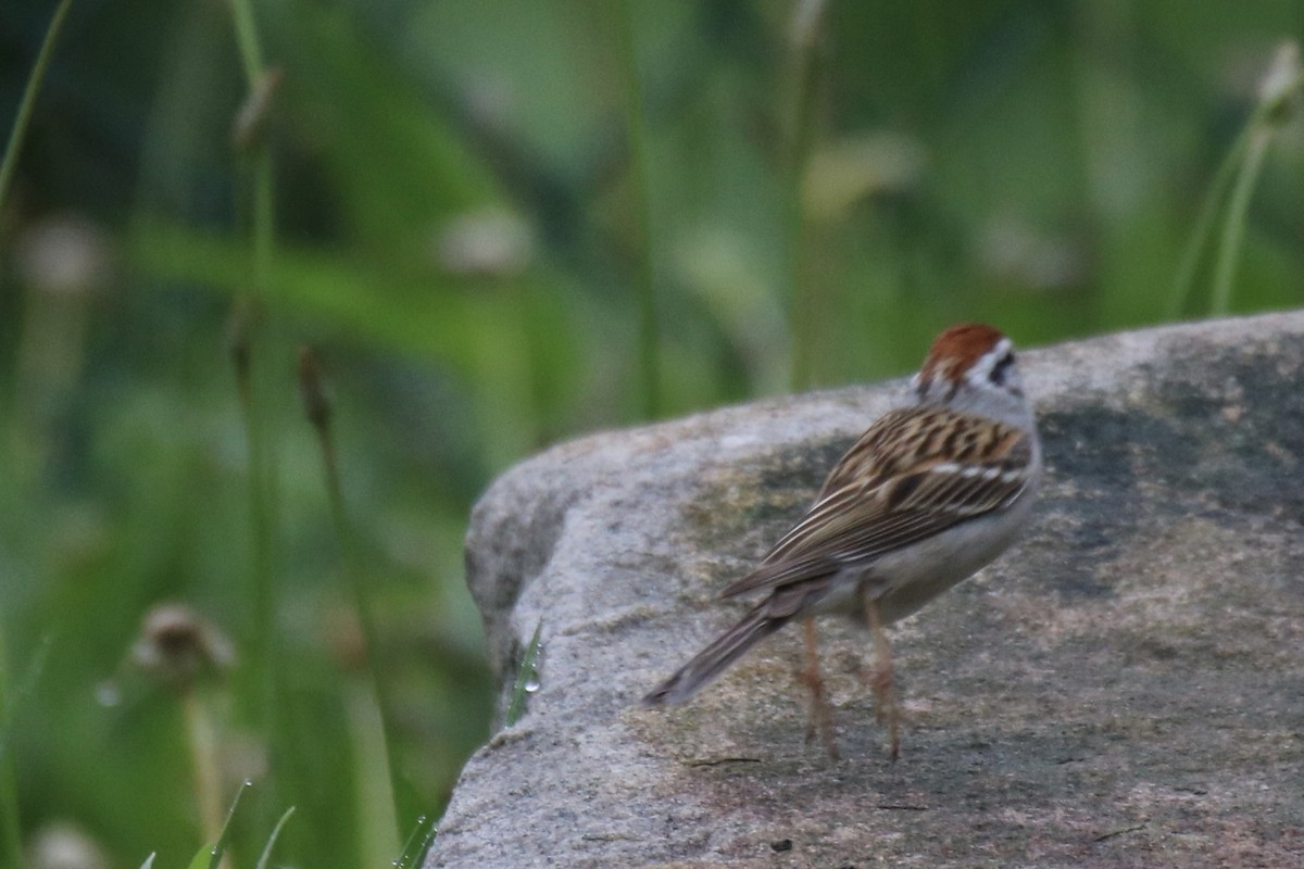 Chipping Sparrow - ML619310534