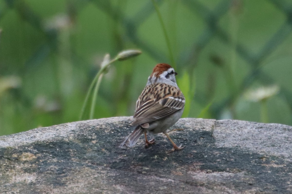 Chipping Sparrow - ML619310535