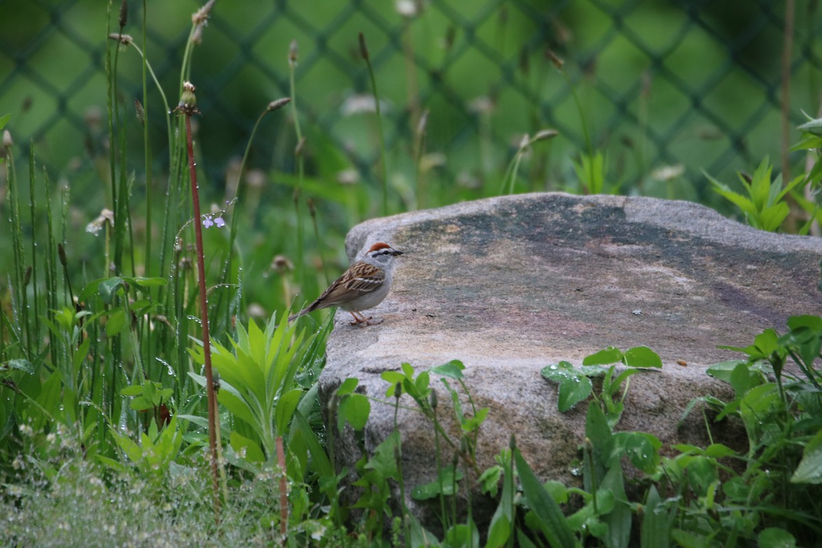 Chipping Sparrow - ML619310536