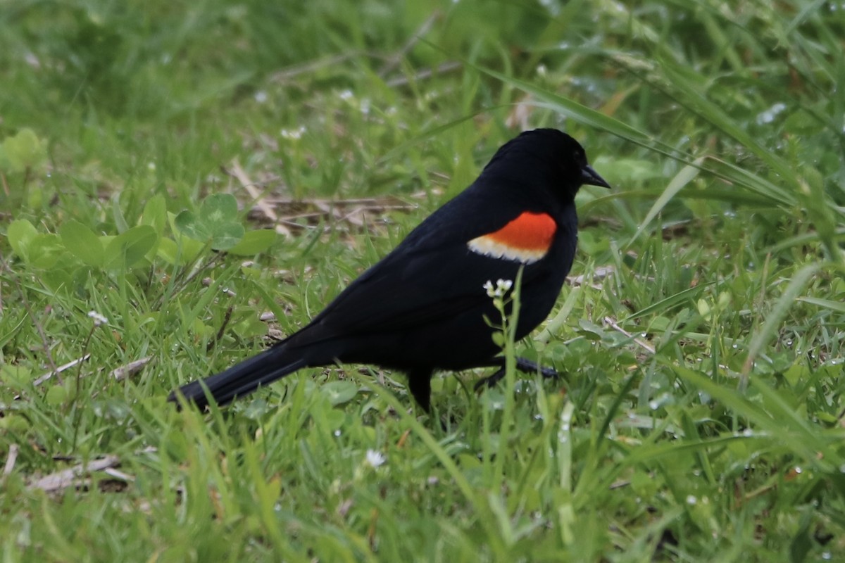 Red-winged Blackbird - ML619310635