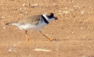 Semipalmated Plover - ML619310680