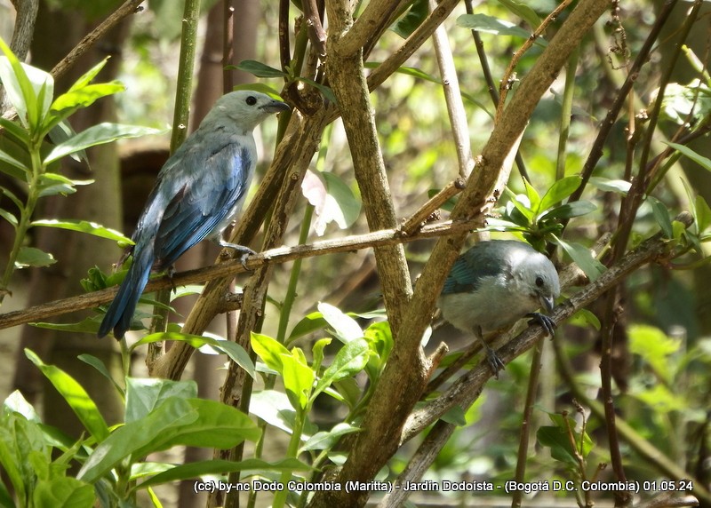 Blue-gray Tanager - ML619310757
