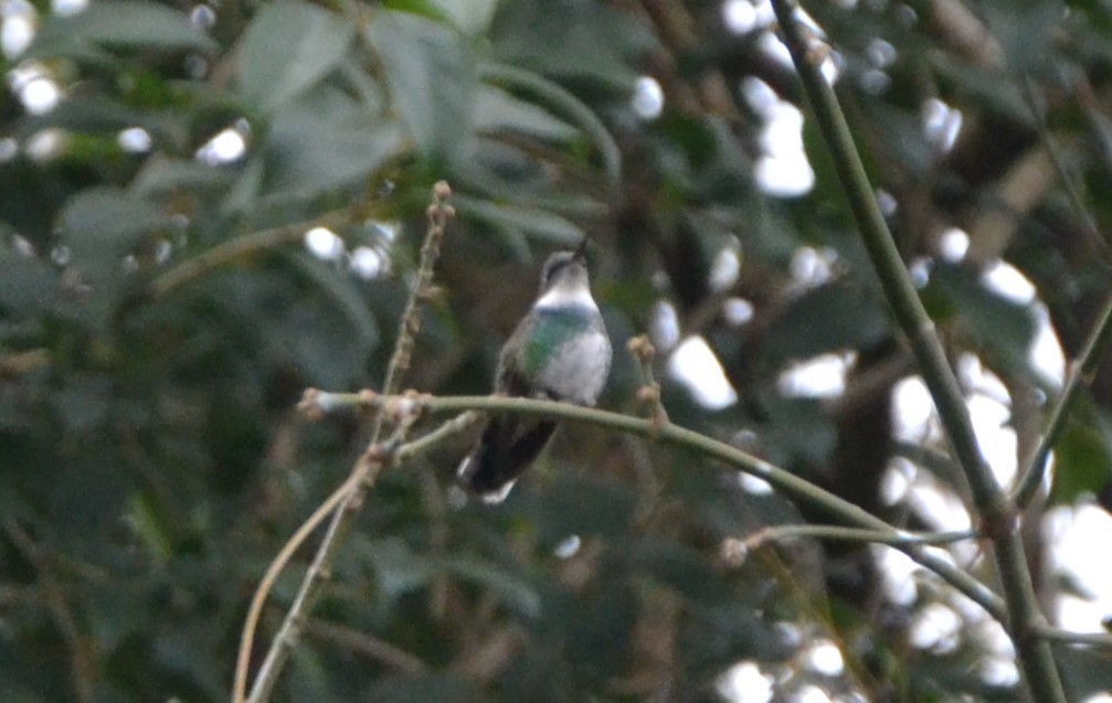 White-throated Hummingbird - ML619310818