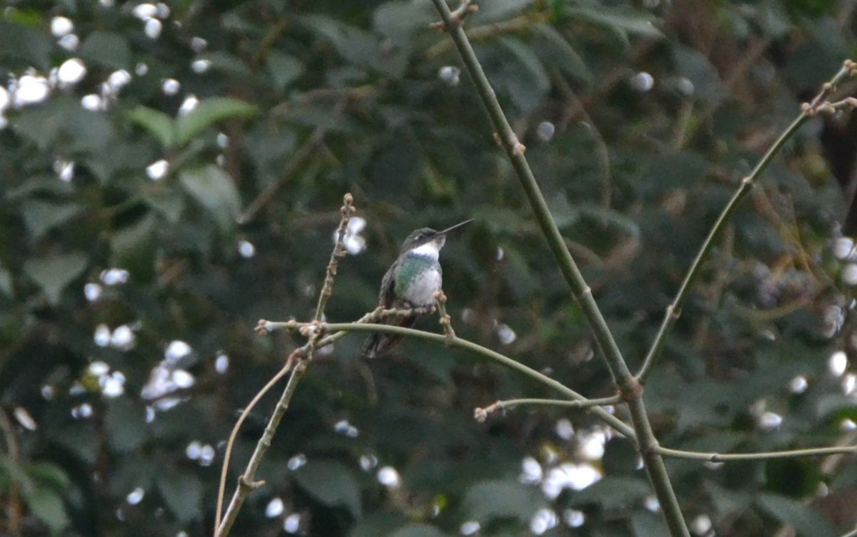 White-throated Hummingbird - ML619310819
