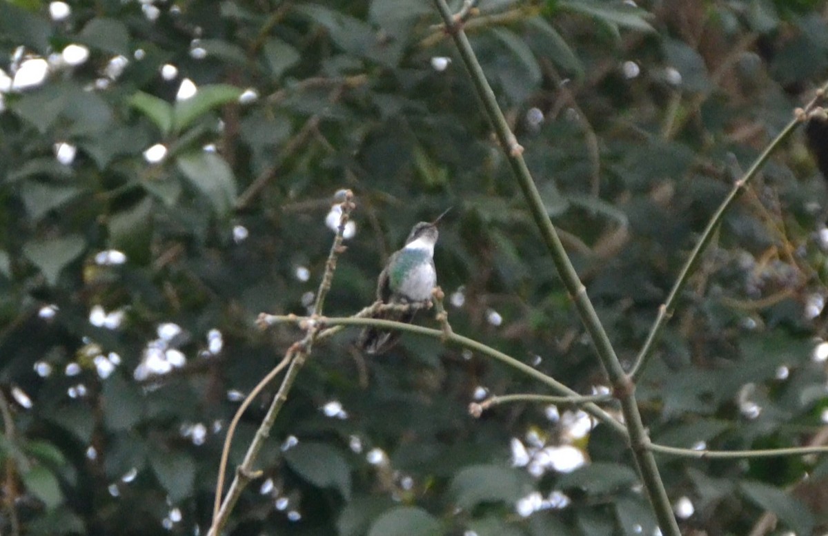 White-throated Hummingbird - ML619310820