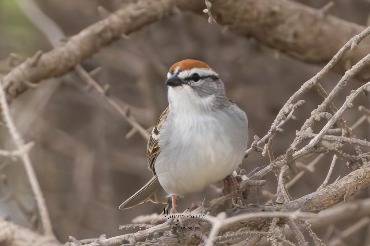 Chipping Sparrow - ML619310846