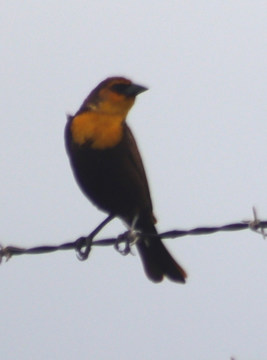 Yellow-headed Blackbird - ML619310872