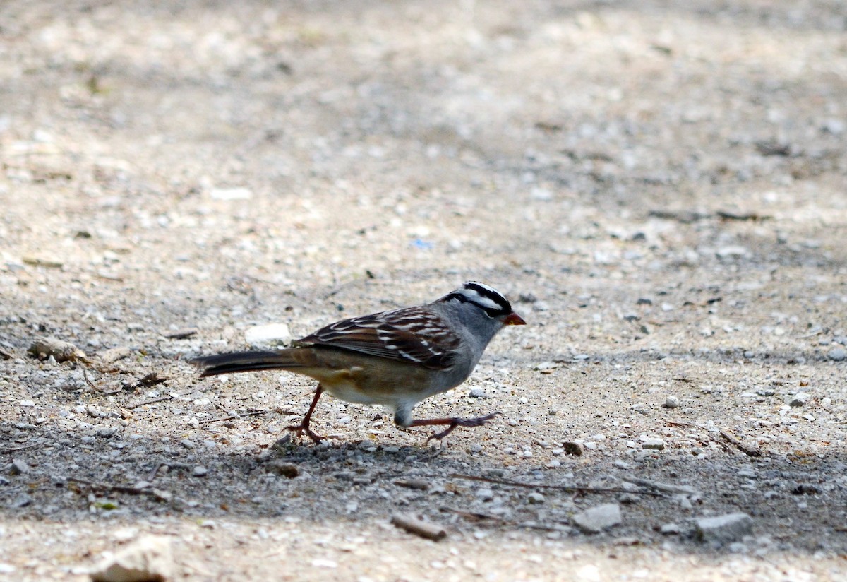 White-crowned Sparrow - ML619310928