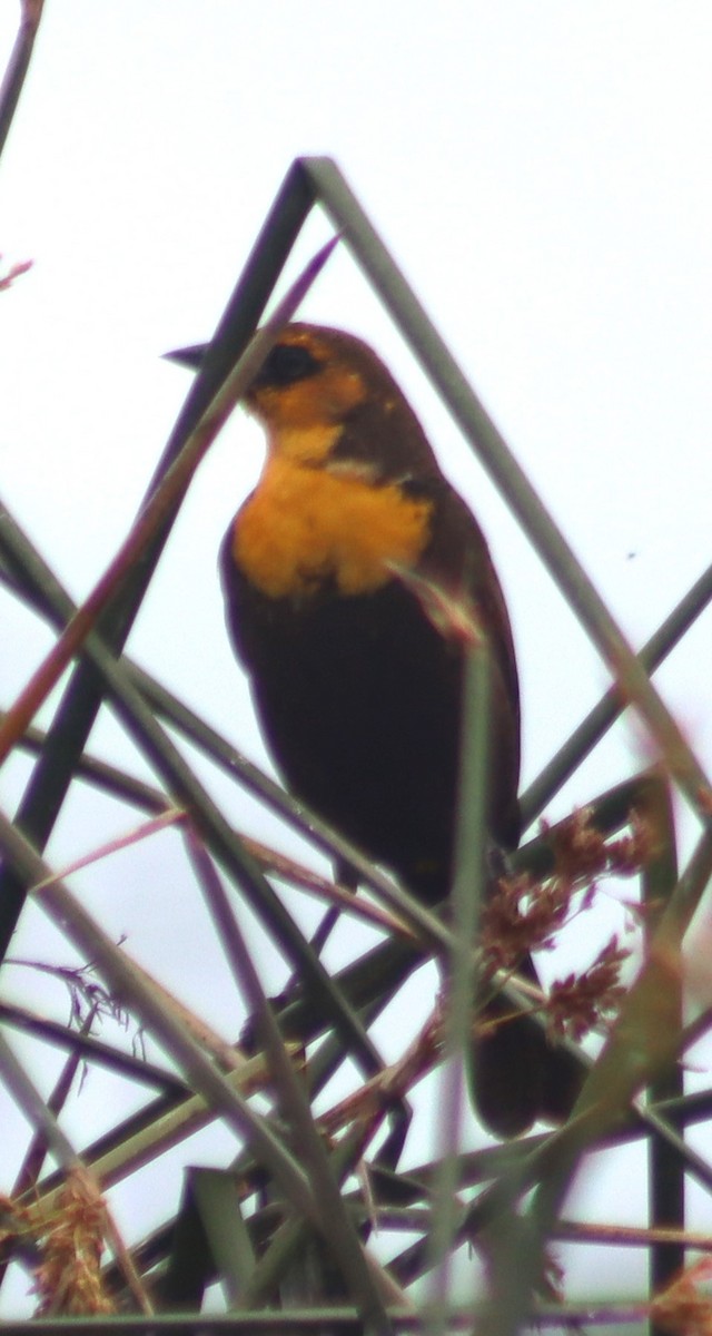 Yellow-headed Blackbird - ML619310949