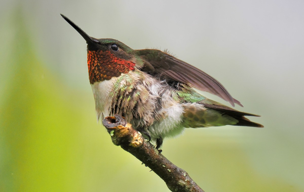 Ruby-throated Hummingbird - ML619310982