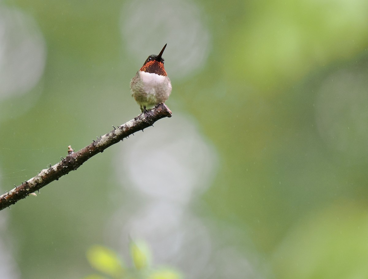 Ruby-throated Hummingbird - ML619310983