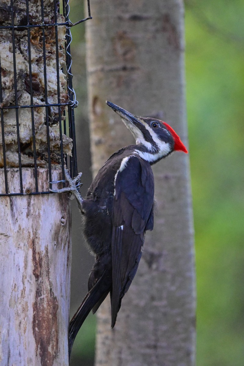 Pileated Woodpecker - ML619310985