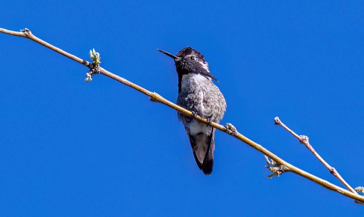 Costa's Hummingbird - ML619310996