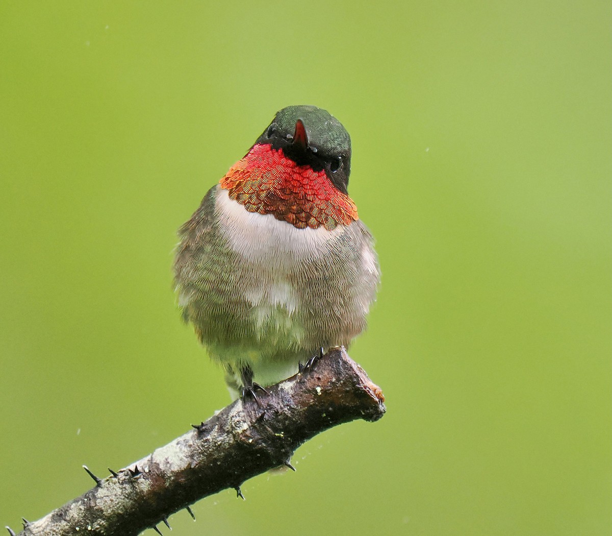Ruby-throated Hummingbird - ML619310998
