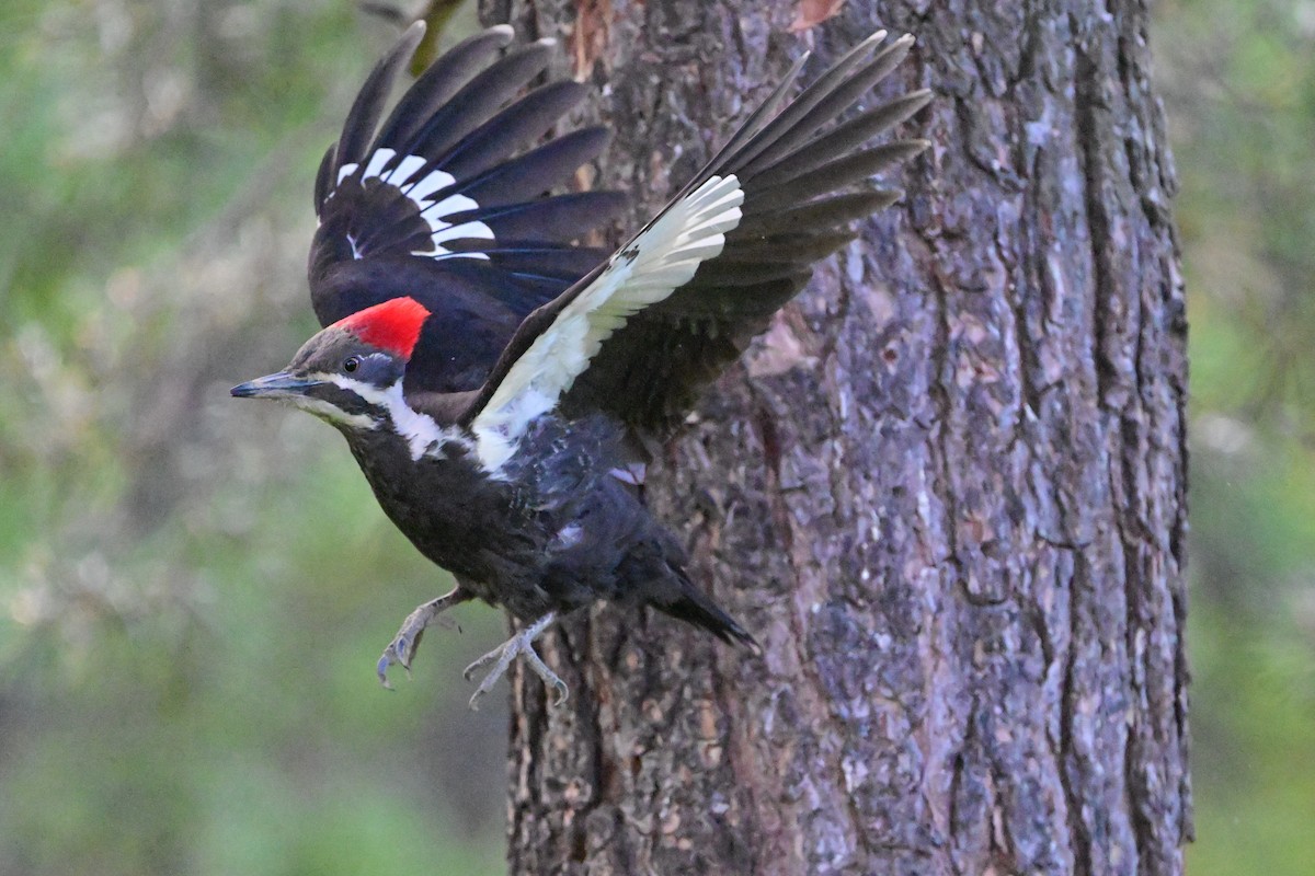 Pileated Woodpecker - ML619311005