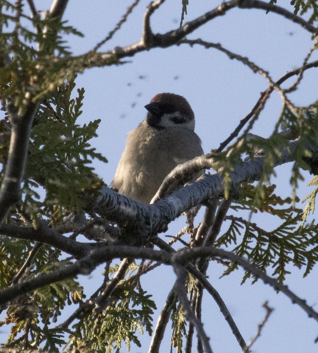 Eurasian Tree Sparrow - ML619311011