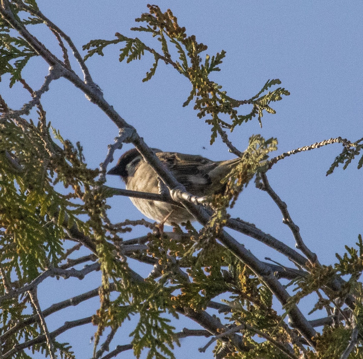 Eurasian Tree Sparrow - ML619311012