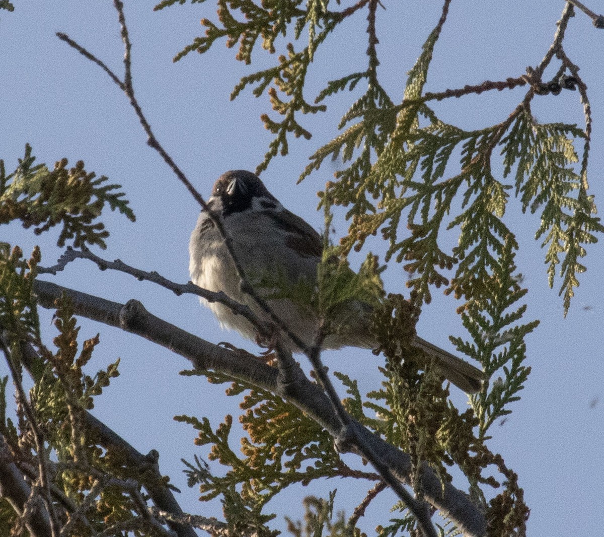 Eurasian Tree Sparrow - ML619311013