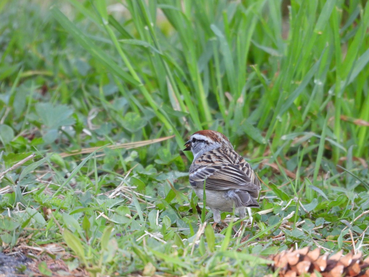 Chipping Sparrow - ML619311067