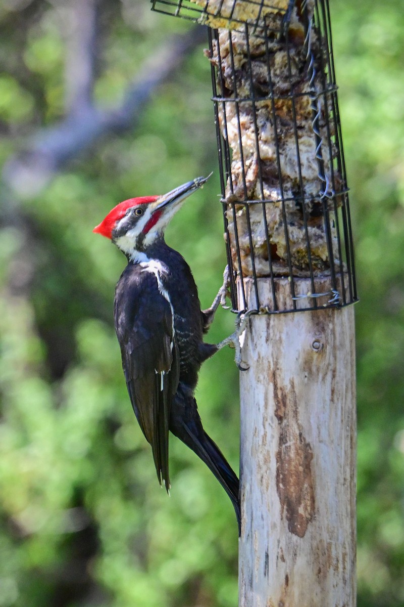 Pileated Woodpecker - ML619311070
