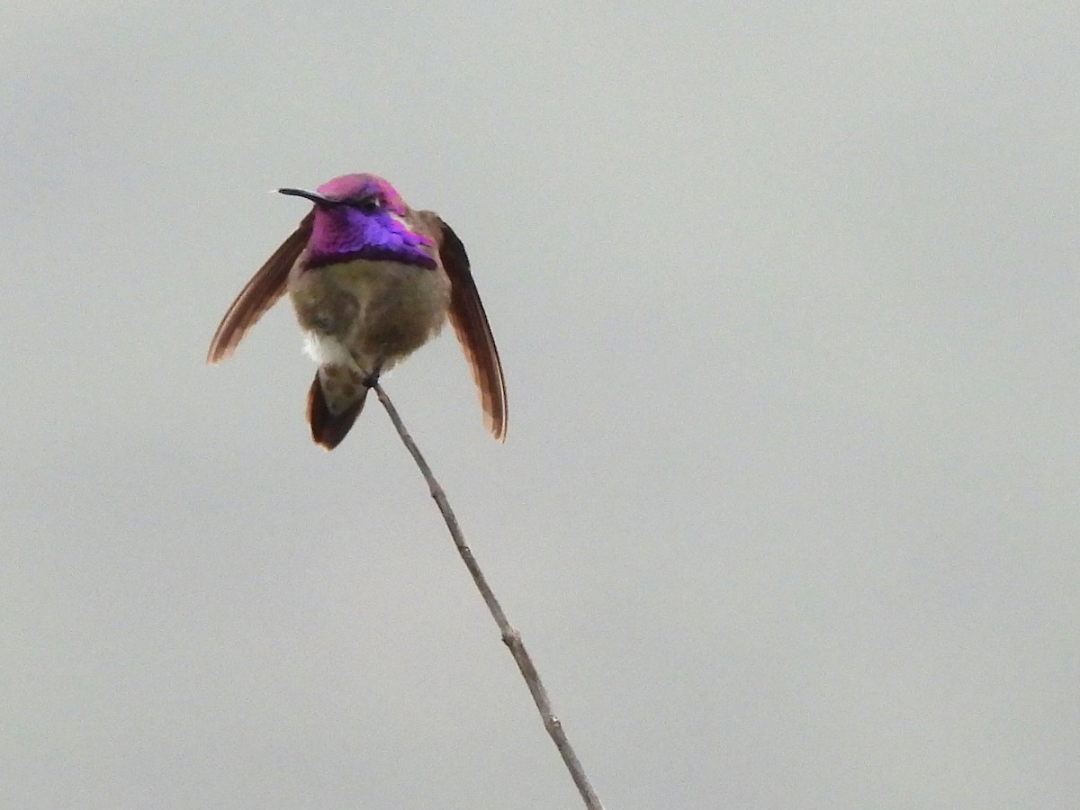 Costa's Hummingbird - ML619311094