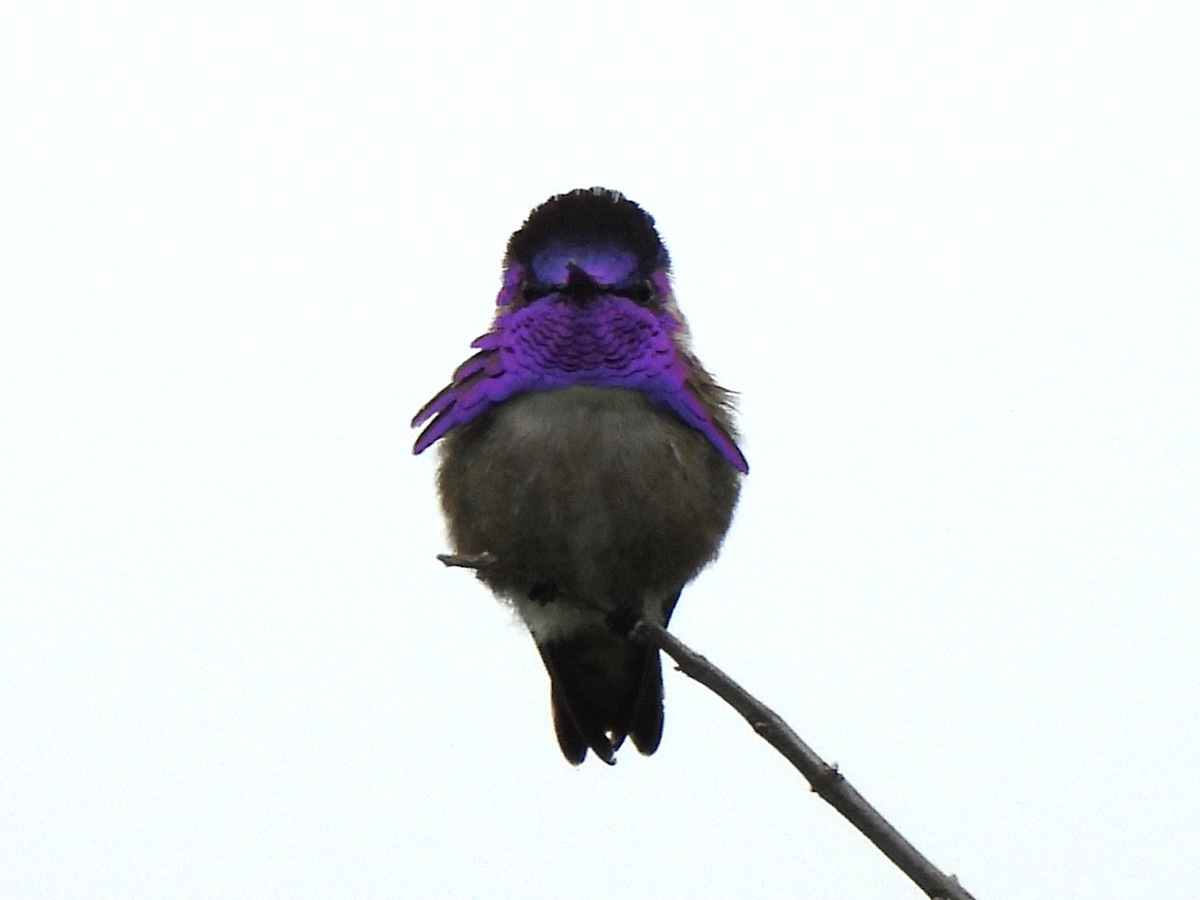 Costa's Hummingbird - ML619311095