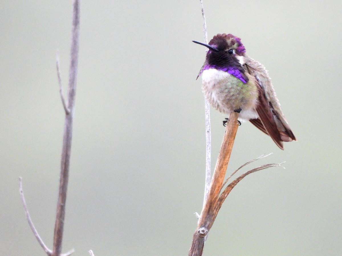 Costa's Hummingbird - ML619311097