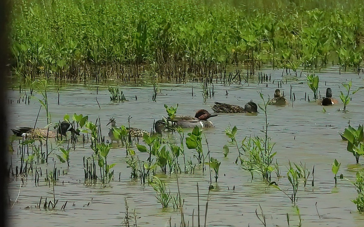Green-winged Teal - ML619311115
